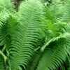 The King Ostrich Fern (Matteuccia Struthiopteris) - 1 Gallon Pot -Wilson Bros Gardens Matteuccia struthiopteris the king ostrich fern 5