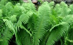 The King Ostrich Fern (Matteuccia Struthiopteris) - 1 Gallon Pot -Wilson Bros Gardens Matteuccia struthiopteris the king ostrich fern 6