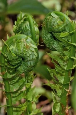 The King Ostrich Fern (Matteuccia Struthiopteris) - 1 Gallon Pot -Wilson Bros Gardens Matteuccia struthiopteris the king ostrich fern 7