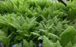 The King Ostrich Fern (Matteuccia Struthiopteris) - 1 Gallon Pot -Wilson Bros Gardens Matteuccia struthiopteris the king ostrich fern 8