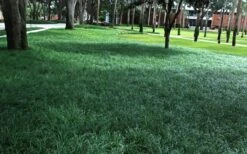 Tall Mondo Grass - 6 Pack Of 1 Gallon Pots - ON SALE! -Wilson Bros Gardens Mondo Grass 21