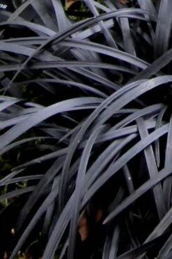 Black Mondo Grass - Ophiopogon Planiscapus 'Nigrescens' - 18 Count Flat Of Pint Pots -Wilson Bros Gardens Mondo Grass Black 10 1