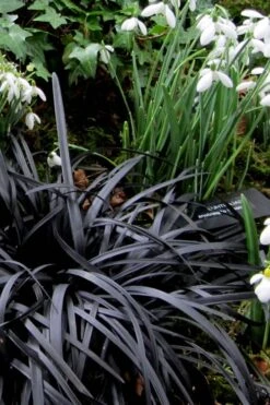 Black Mondo Grass (Ophiopogon Planiscapus 'Nigrescens') - 6 Pack Of Pint Pots -Wilson Bros Gardens Mondo Grass Black 11
