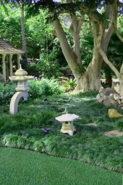 Tall Mondo Grass - 6 Pack Of 1 Gallon Pots - ON SALE! -Wilson Bros Gardens Mondo Grass Black 25