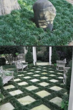 Dwarf Mondo Grass - 32 Pack Of 2.5" Pots -Wilson Bros Gardens Mondo Grass Dwarf Rev 500x750 3