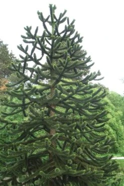 Monkey Puzzle Tree - Araucaria Auracana - 2.5 Quart Pot -Wilson Bros Gardens Monkey Puzzle Tree 2