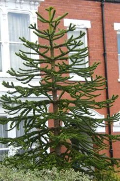 Monkey Puzzle Tree - Araucaria Auracana - 2.5 Quart Pot -Wilson Bros Gardens Monkey Puzzle Tree 3