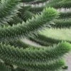 Monkey Puzzle Tree - Araucaria Auracana - 5 Gallon Pot -Wilson Bros Gardens Monkey Puzzle Tree 4 1