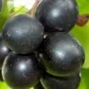 Cowart Black Muscadine Grape Vine - 1 Gallon Pot -Wilson Bros Gardens Muscadine Cowart 1