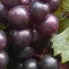 Creek Black Muscadine Grape Vine - 1 Gallon Pot 2 Creek Black Muscadine Grape Vine - 1 Gallon Pot -Wilson Bros Gardens Muscadine Creek 1