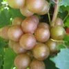 Fry Bronze Muscadine Grape Vine - 6 Pack Of 1 Gallon Pots -Wilson Bros Gardens Muscadine Fry 1 1