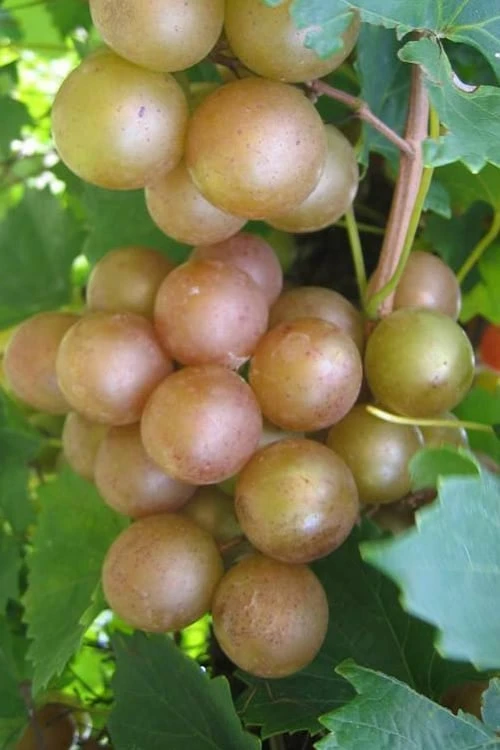 Fry Bronze Muscadine Grape Vine - 6 Pack Of 1 Gallon Pots 3 Fry Bronze Muscadine Grape Vine - 6 Pack Of 1 Gallon Pots