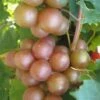 Triumph Muscadine Grape Vine - 2 Gallon Pot -Wilson Bros Gardens Muscadine Triumph 1