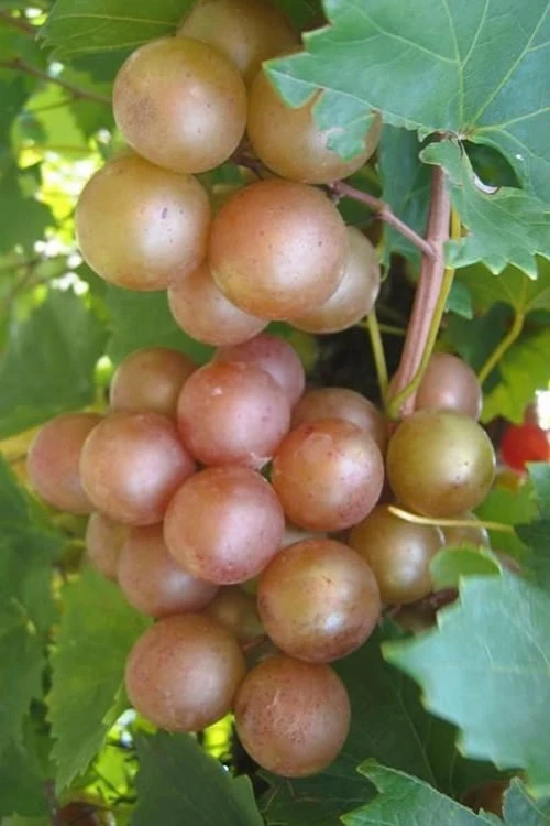 Triumph Muscadine Grape Vine - 2 Gallon Pot 3 Triumph Muscadine Grape Vine - 2 Gallon Pot