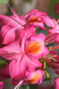 Country Cousin Pink Aromi Azalea (Rhododendron Hybrid) - 1 Gallon Pot -Wilson Bros Gardens Native Azalea Country Cousin 3