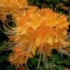 Escatawpa Florida Flame Native Azalea (Rhododendron Austrinum) - 3 Gallon Pot -Wilson Bros Gardens Native Azalea Escatawpa 6
