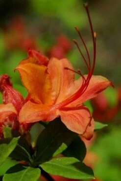 Flame Azalea (Rhododendron Calendulaceum) - 3 Gallon Pot 16 Flame Azalea (Rhododendron Calendulaceum) - 3 Gallon Pot -Wilson Bros Gardens Native Azalea Flame 1