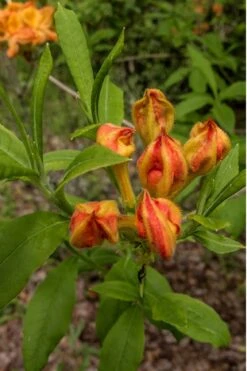 Flame Azalea (Rhododendron Calendulaceum) - 3 Gallon Pot 14 Flame Azalea (Rhododendron Calendulaceum) - 3 Gallon Pot -Wilson Bros Gardens Native Azalea Flame 14