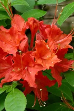 Flame Azalea (Rhododendron Calendulaceum) - 3 Gallon Pot 15 Flame Azalea (Rhododendron Calendulaceum) - 3 Gallon Pot -Wilson Bros Gardens Native Azalea Flame 16