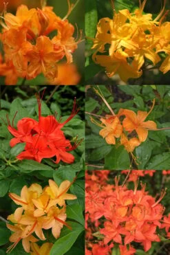 Flame Azalea (Rhododendron Calendulaceum) - 3 Gallon Pot 13 Flame Azalea (Rhododendron Calendulaceum) - 3 Gallon Pot -Wilson Bros Gardens Native Azalea Flame 17