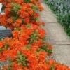 Flame Azalea (Rhododendron Calendulaceum) - 3 Gallon Pot -Wilson Bros Gardens Native Azalea Flame 20