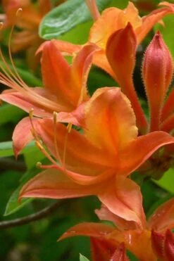 Flame Azalea (Rhododendron Calendulaceum) - 3 Gallon Pot 17 Flame Azalea (Rhododendron Calendulaceum) - 3 Gallon Pot -Wilson Bros Gardens Native Azalea Flame 4