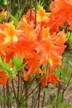 Frontier Gold Aromi Azalea (Rhododendron Hybrid) - 1 Gallon Pot -Wilson Bros Gardens Native Azalea Frontier Gold 2