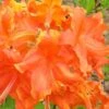 Frontier Gold Aromi Azalea (Rhododendron Hybrid) - 1 Gallon Pot -Wilson Bros Gardens Native Azalea Frontier Gold 3