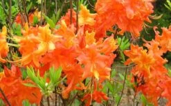 Frontier Gold Aromi Azalea (Rhododendron Hybrid) - 1 Gallon Pot -Wilson Bros Gardens Native Azalea Frontier Gold 4