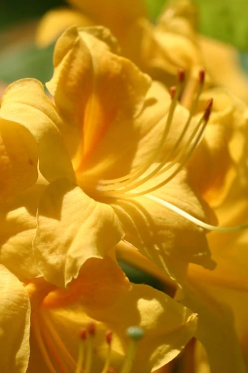 King's Wizard Aromi Azalea (Rhododendron Hybrid) - 3 Gallon Pot 3 King's Wizard Aromi Azalea (Rhododendron Hybrid) - 3 Gallon Pot