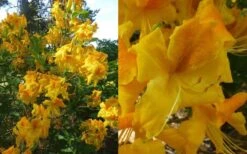 King's Wizard Aromi Azalea (Rhododendron Hybrid) - 3 Gallon Pot 9 King's Wizard Aromi Azalea (Rhododendron Hybrid) - 3 Gallon Pot -Wilson Bros Gardens Native Azalea Kings Wizard 4