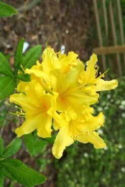 Lemonade Aromi Azalea (Rhododendron Hybrid) - 1 Gallon Pot -Wilson Bros Gardens Native Azalea Lemonade 10