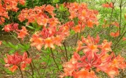 Mauvilla Gold Aromi Azalea (Rhododendron Hybrid) - 1 Gallon Pot -Wilson Bros Gardens Native Azalea Mauvila Gold 1 1