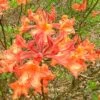 Mauvilla Gold Aromi Azalea (Rhododendron Hybrid) - 3 Gallon Pot -Wilson Bros Gardens Native Azalea Mauvila Gold 10