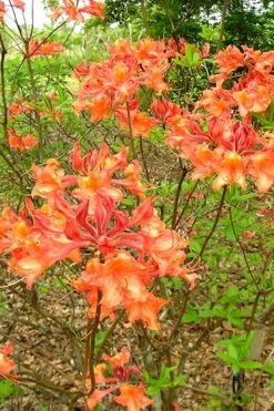 Mauvilla Gold Aromi Azalea (Rhododendron Hybrid) - 1 Gallon Pot -Wilson Bros Gardens Native Azalea Mauvila Gold 2 1