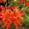 Oconee Native Azalea - Rhododendron Flammeum Speciosum - 3 Gallon Pot -Wilson Bros Gardens Native Azalea Oconee Flammeum 11
