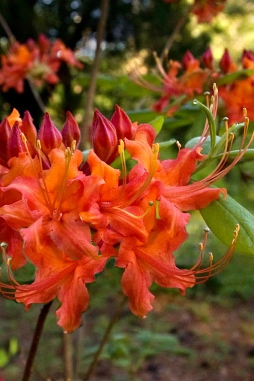 Oconee Native Azalea - Rhododendron Flammeum Speciosum - 3 Gallon Pot 3 Oconee Native Azalea - Rhododendron Flammeum Speciosum - 3 Gallon Pot