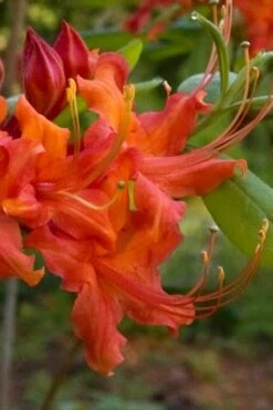 Oconee Native Azalea - Rhododendron Flammeum Speciosum - 3 Gallon Pot 11 Oconee Native Azalea - Rhododendron Flammeum Speciosum - 3 Gallon Pot -Wilson Bros Gardens Native Azalea Oconee Flammeum 12