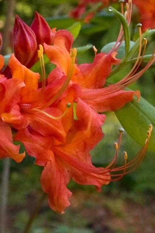 Oconee Native Azalea - Rhododendron Flammeum Speciosum - 3 Gallon Pot 6 Oconee Native Azalea - Rhododendron Flammeum Speciosum - 3 Gallon Pot - Image 4