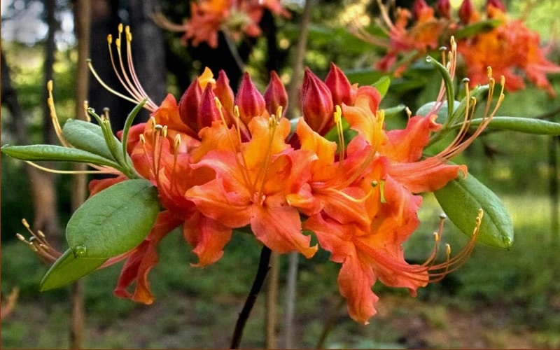 Oconee Native Azalea - Rhododendron Flammeum Speciosum - 3 Gallon Pot 8 Oconee Native Azalea - Rhododendron Flammeum Speciosum - 3 Gallon Pot - Image 6