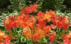Oconee Native Azalea - Rhododendron Flammeum Speciosum - 3 Gallon Pot 12 Oconee Native Azalea - Rhododendron Flammeum Speciosum - 3 Gallon Pot -Wilson Bros Gardens Native Azalea Oconee Flammeum 4
