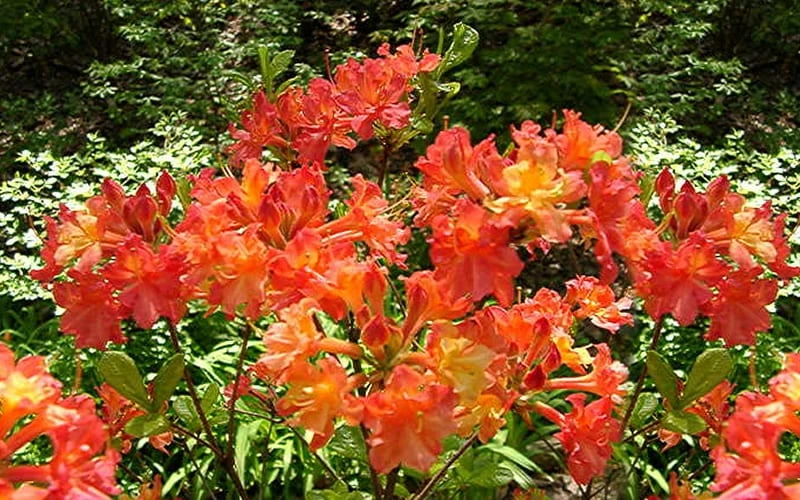 Oconee Native Azalea - Rhododendron Flammeum Speciosum - 3 Gallon Pot 7 Oconee Native Azalea - Rhododendron Flammeum Speciosum - 3 Gallon Pot - Image 5