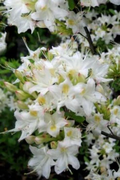 Pete McNees White Native Azalea - Rhododendron Albamanense - 3 Gallon Pot 9 Pete McNees White Native Azalea - Rhododendron Albamanense - 3 Gallon Pot -Wilson Bros Gardens Native Azalea Pete McNees 1