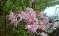Pink Alabama Native Azalea - Rhododendron - 3 Gallon Pot -Wilson Bros Gardens Native Azalea Pink Alabamense 3
