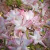 Pink Alabama Native Azalea - Rhododendron - 3 Gallon Pot -Wilson Bros Gardens Native Azalea Pink Alabamense 4