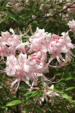 Pink Alabama Native Azalea - Rhododendron - 3 Gallon Pot -Wilson Bros Gardens Native Azalea Pink Alabamense 5