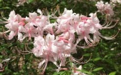 Pink Alabama Native Azalea - Rhododendron - 3 Gallon Pot -Wilson Bros Gardens Native Azalea Pink Alabamense 7