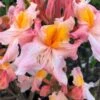 Pink Carousel Aromi Azalea (Rhododendron Hybrid) - 3 Gallon Pot -Wilson Bros Gardens Native Azalea Pink Carousel 1
