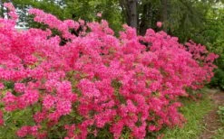 Rosy Lights Cold Hardy Azalea (Rhododendron) - 1 Gallon Pot -Wilson Bros Gardens Native Azalea Rosy Lights 5