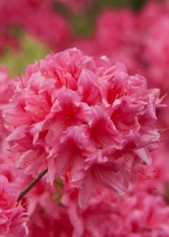 Rosy Lights Cold Hardy Azalea (Rhododendron) - 1 Gallon Pot -Wilson Bros Gardens Native Azalea Rosy Lights 6